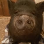 our.dog.oinks profile picture