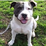 ourpitpage profile picture