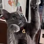 ourprincessphoebe profile picture