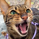 outdoorsavannah profile picture