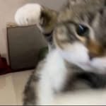 owa_t_t profile picture