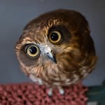 owl.fanatics profile picture