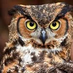 owl_emii profile picture