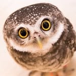 owl_ins.gram profile picture