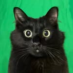 owl__kitty profile picture