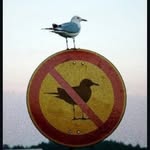 ozibelts profile picture