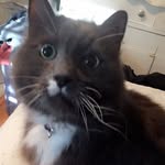 ozothewagcat profile picture