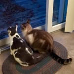 ozzyanddarcyandfriends profile picture