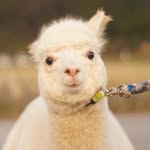 pacamera profile picture