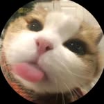 pachu__kale profile picture