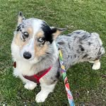 pacificrimrescue profile picture