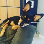 paco_taco_chihuahua profile picture
