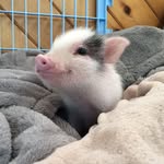 paddington_the_pig profile picture
