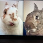 paddy_and_louie profile picture