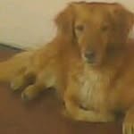 palaciossony profile picture