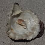palcepeda profile picture