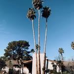 palmeraestate profile picture