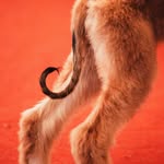palomapalomino profile picture