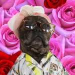 pamlovesferrariboys profile picture