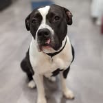 pandapaws_ditr profile picture