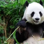pandas_in_china_ profile picture