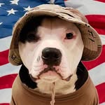 pandathepitbullsroadtorecovery profile picture