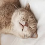 panolechat profile picture