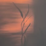 panos_kallitsis profile picture