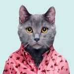 paolabox_curator profile picture
