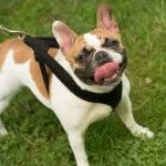 parkslopefrenchies profile picture