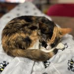 pasta__cats profile picture