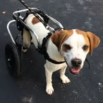 patienceonwheels profile picture