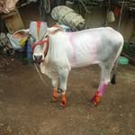 patil_4391 profile picture