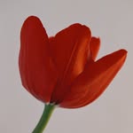 paulacodoner profile picture