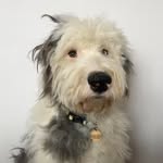 paulsimonthedog profile picture
