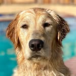 pawbrey_ profile picture