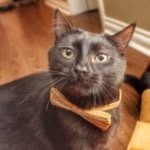 paw_mccartney profile picture