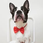 pawpawbostonterriers profile picture