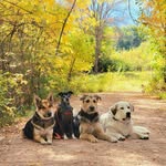 paws.in.pursuit profile picture