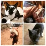 pawsibilitiesrescue profile picture