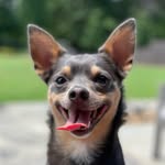 pawsofoz profile picture