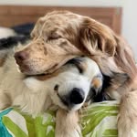 pawsomepuppos profile picture