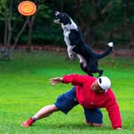 pawspuptraining profile picture