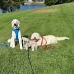 pawsreports profile picture