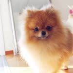 pawtherapy profile picture