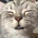 paydown_cat profile picture