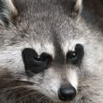 pcantelmo profile picture