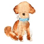 peabodythepuppy profile picture