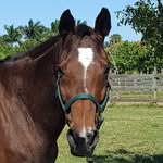 peacefulridgerescue profile picture