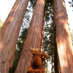 peacelovemoose profile picture